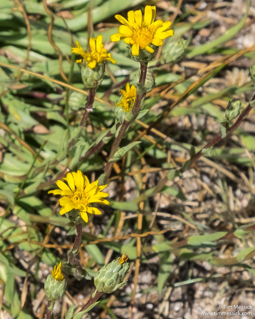 Pyrrocoma lanceolata (Lance-leaved goldenweed), native California herb
