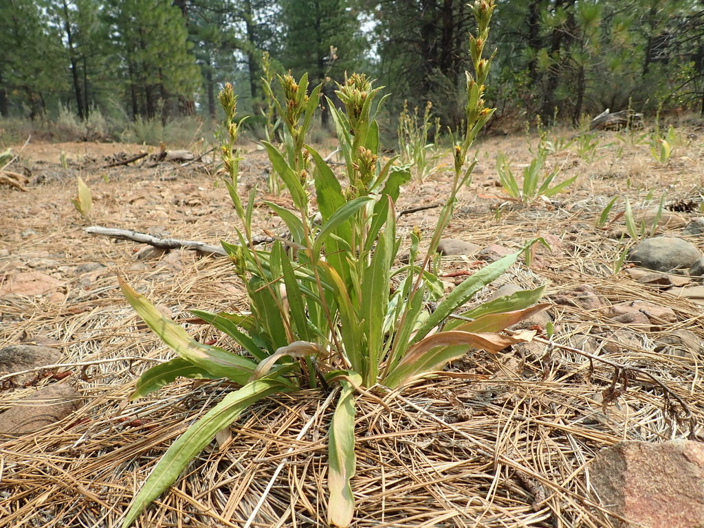 Pyrrocoma lucida (Sticky pyrrocoma), native California herb