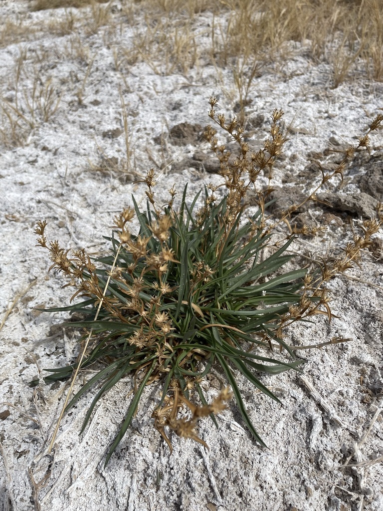 Pyrrocoma racemosa var. sessiliflora (Clustered goldenweed), native California herb