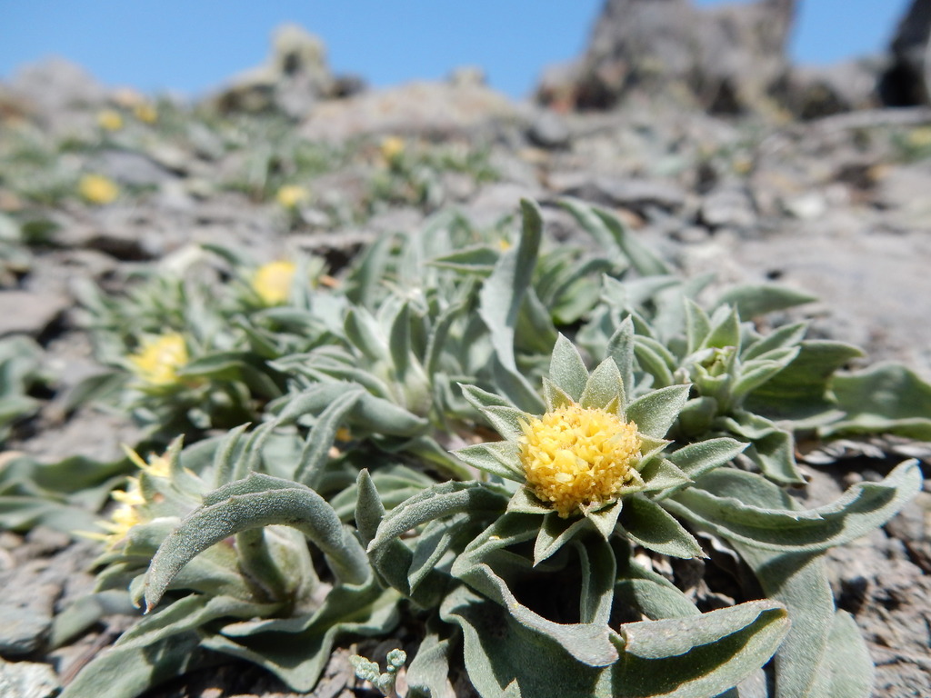 Pyrrocoma sp., native California perennial