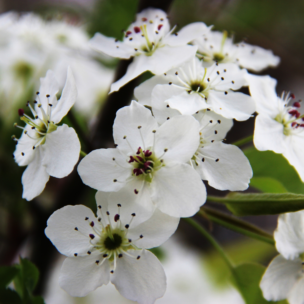 Pyrus calleryana (Callery pear), California tree