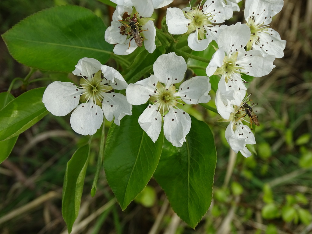 Pyrus communis (Common pear), non-native California tree