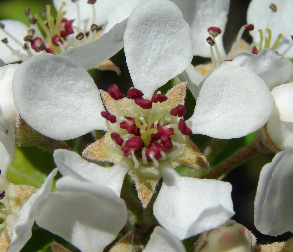 Pyrus sp. (Pear), non-native California shrub