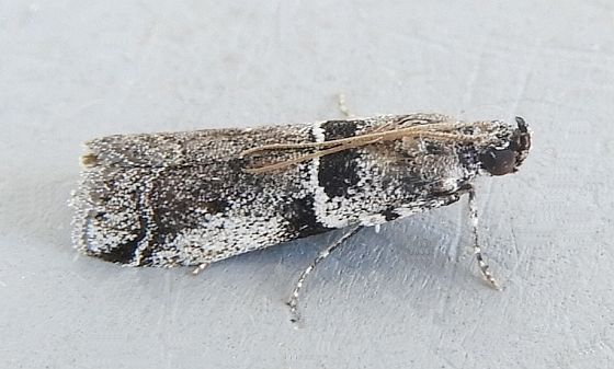 Quasisalebria occidentalis, California species
