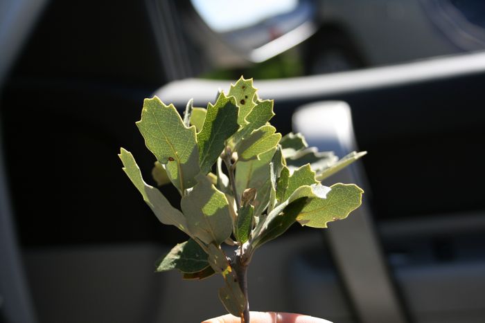 Quercus ×acutidens, native California shrub