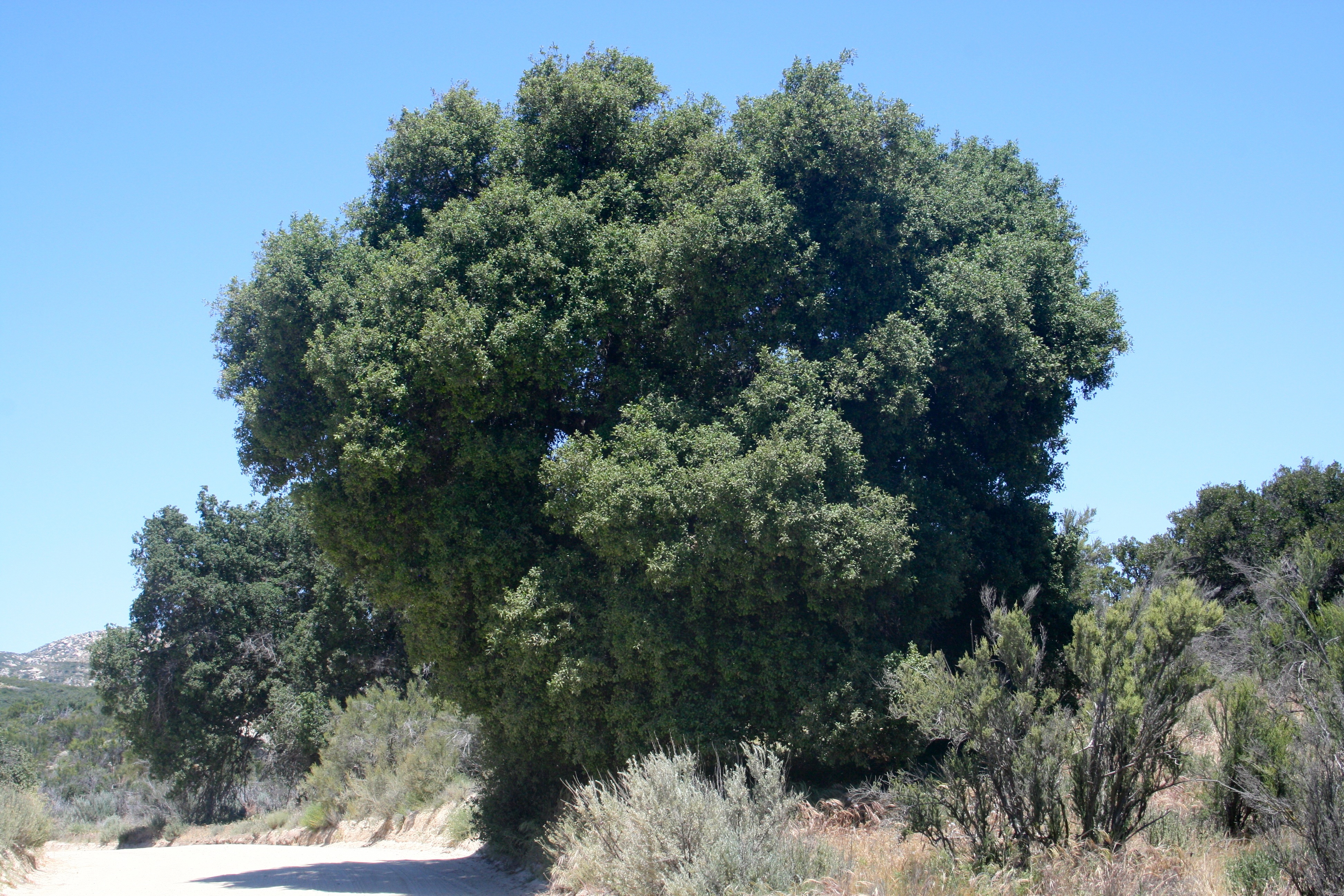 Quercus agrifolia — parent species of Quercus agrifolia var. oxyadenia