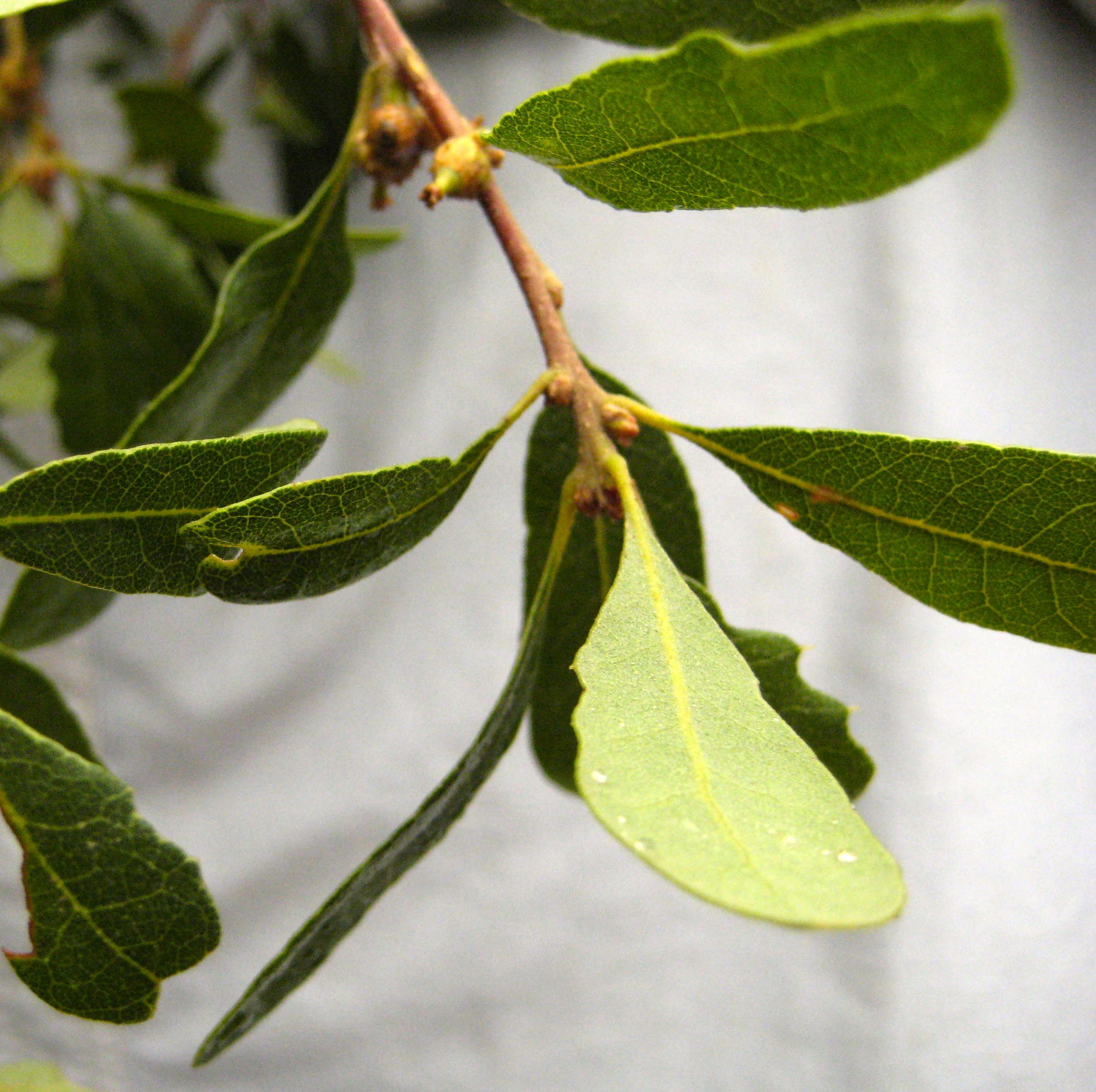 Quercus berberidifolia (Scrub oak), native California shrub / tree