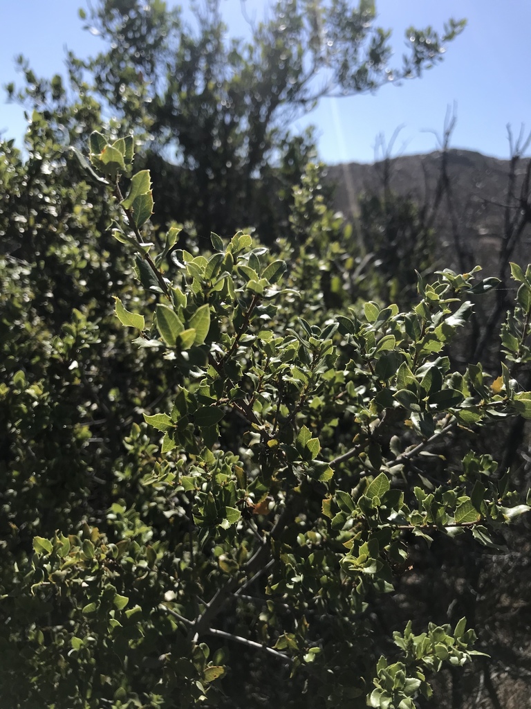 Quercus cedrosensis (Cedros island oak), native California tree