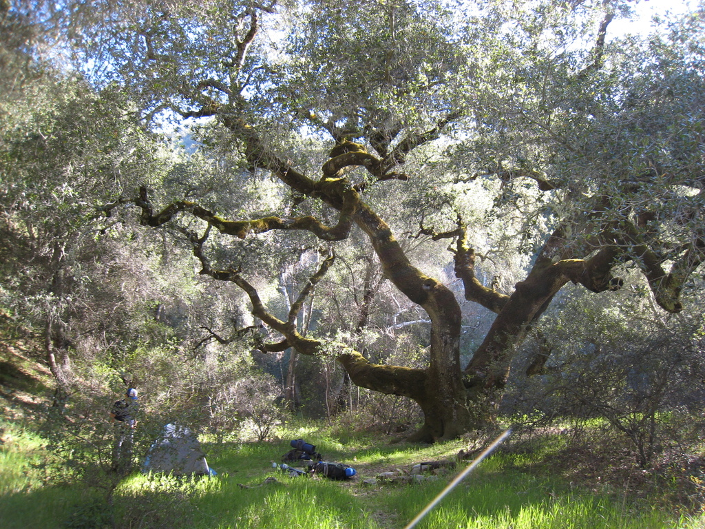 Quercus chrysolepis (Maul oak), native California shrub / tree