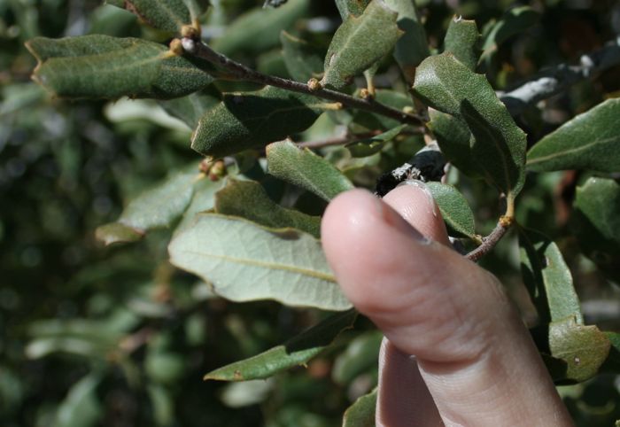 Quercus cornelius-mulleri (Muller's oak), native California tree