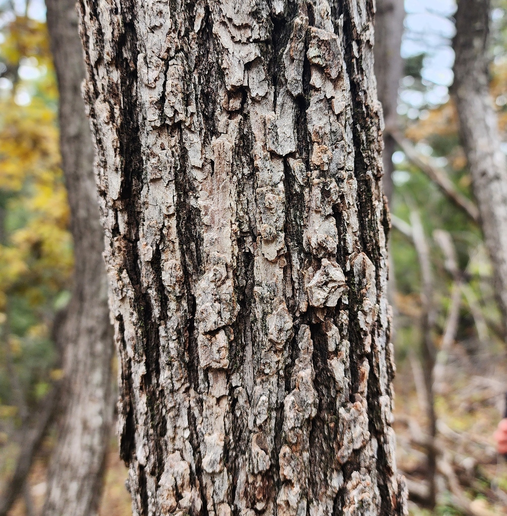 Quercus douglasii (Blue oak), native California tree