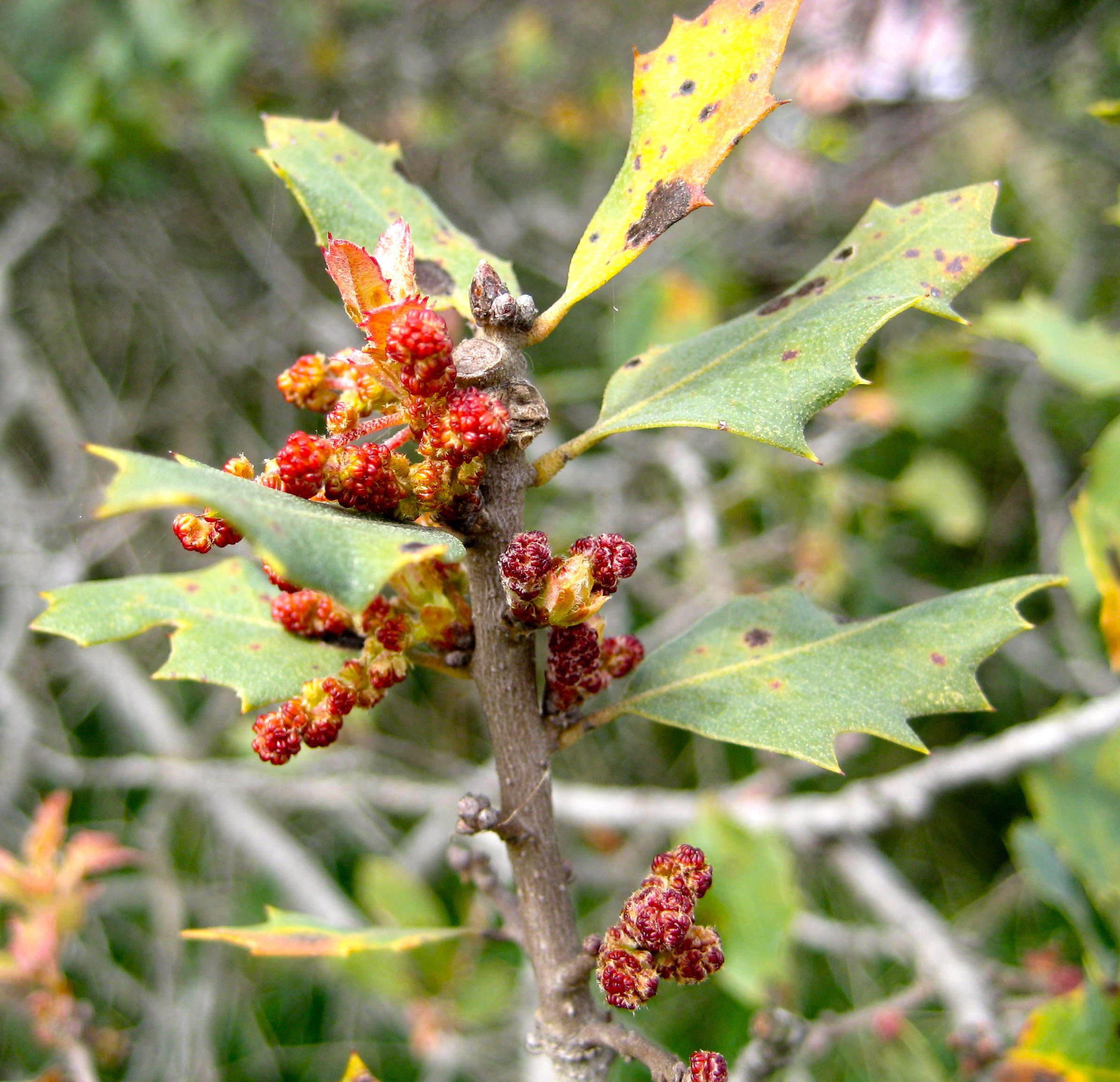 Quercus dumosa (Nuttall's scrub oak), native California shrub / tree
