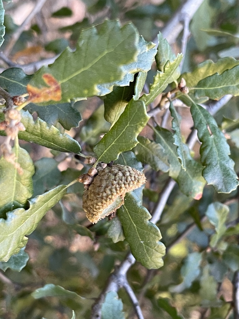 Quercus engelmannii (Engelmann oak), native California tree