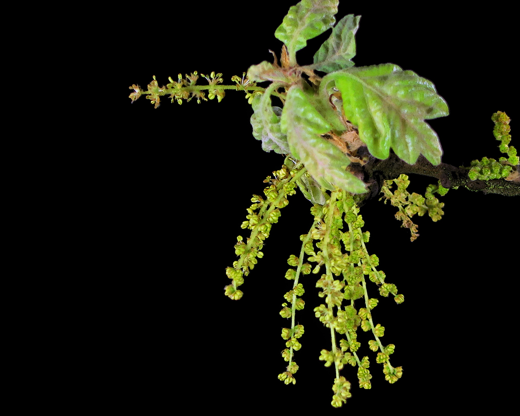 Quercus garryana var. garryana (Oregon oak), native California tree