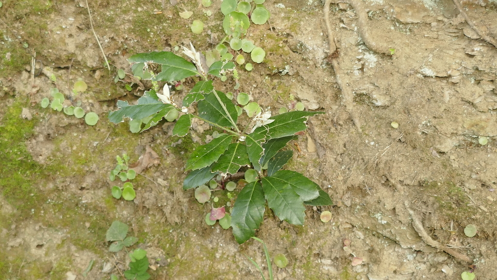 Quercus ilex (Holly oak), non-native California tree