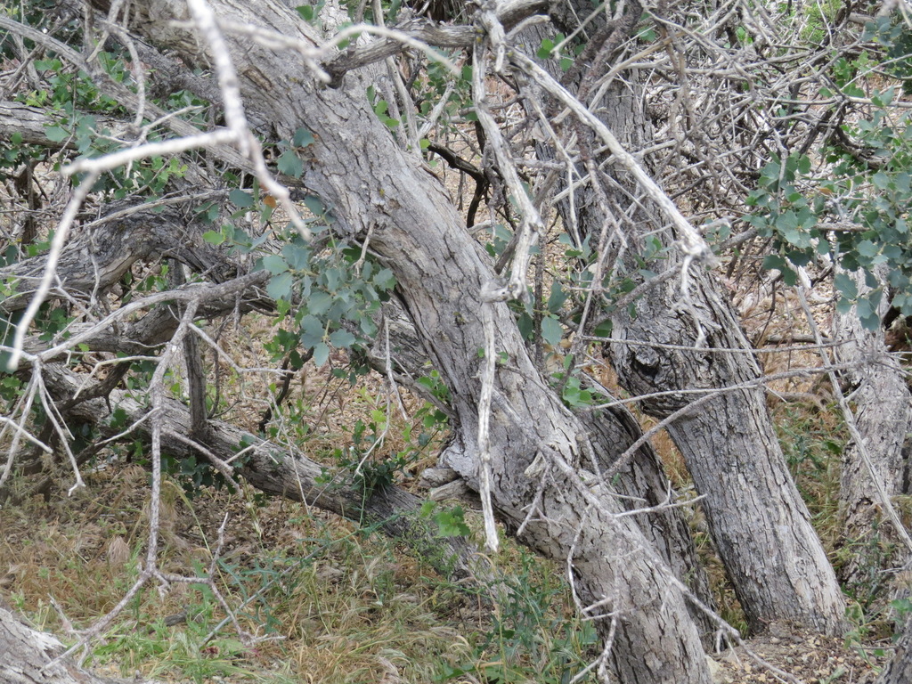 Quercus john-tuckeri (Tucker's oak), native California shrub / tree