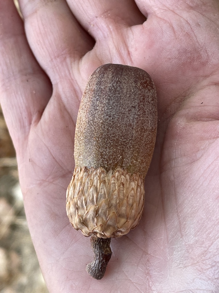 Quercus kelloggii (California black oak), native California shrub / tree