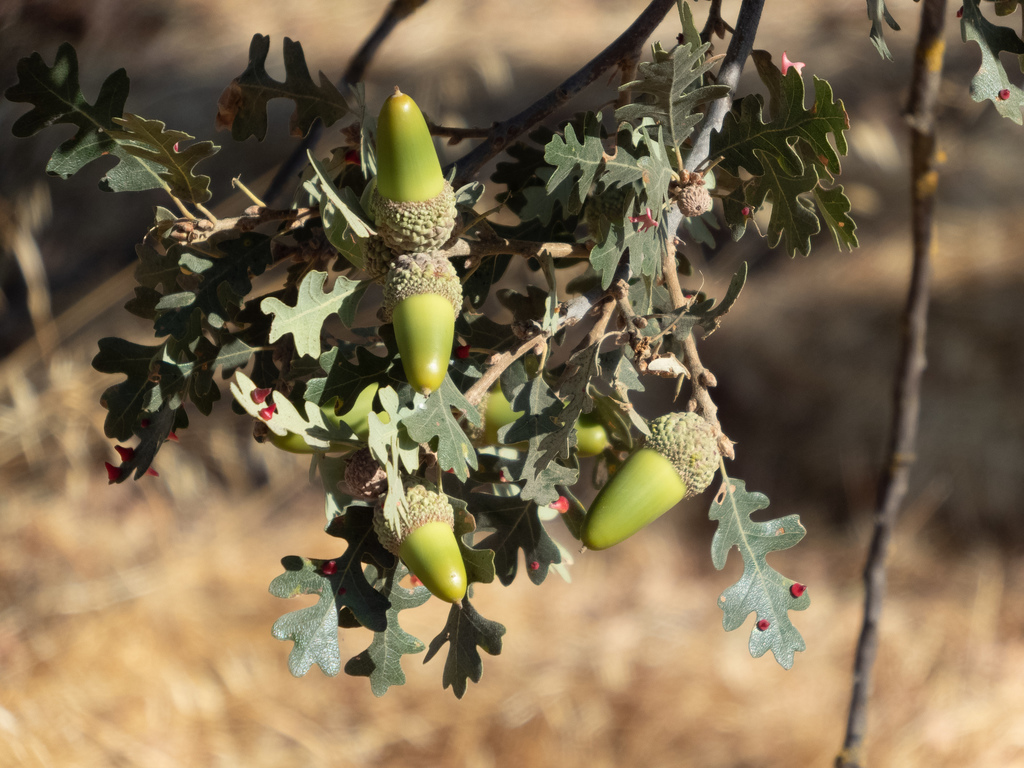 Quercus lobata (Valley oak), native California tree