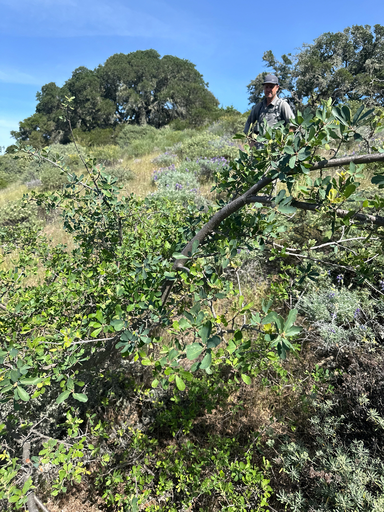 Quercus pacifica (Island scrub oak), native California shrub / tree