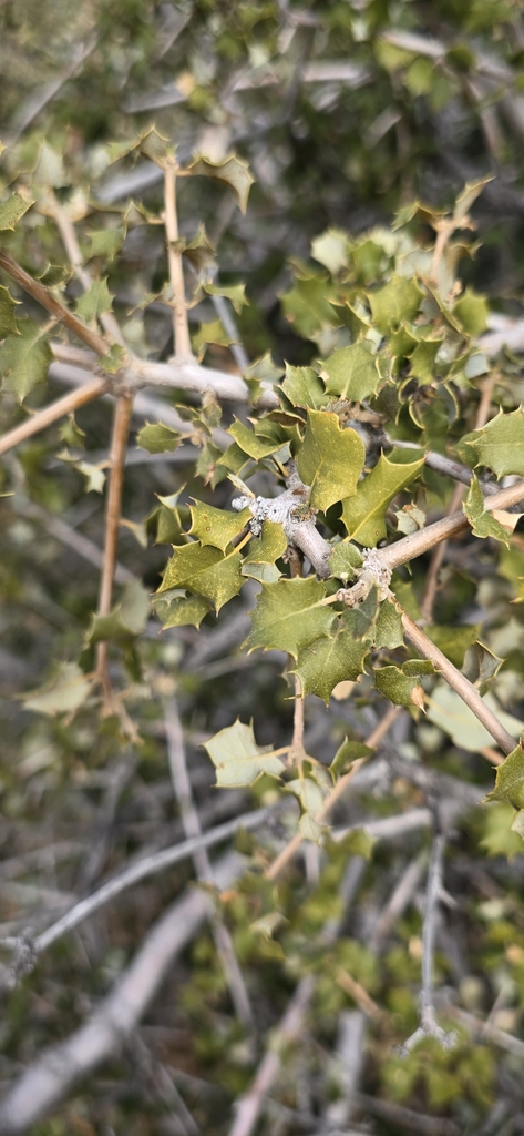 Quercus palmeri (Palmer's oak), native California shrub / tree