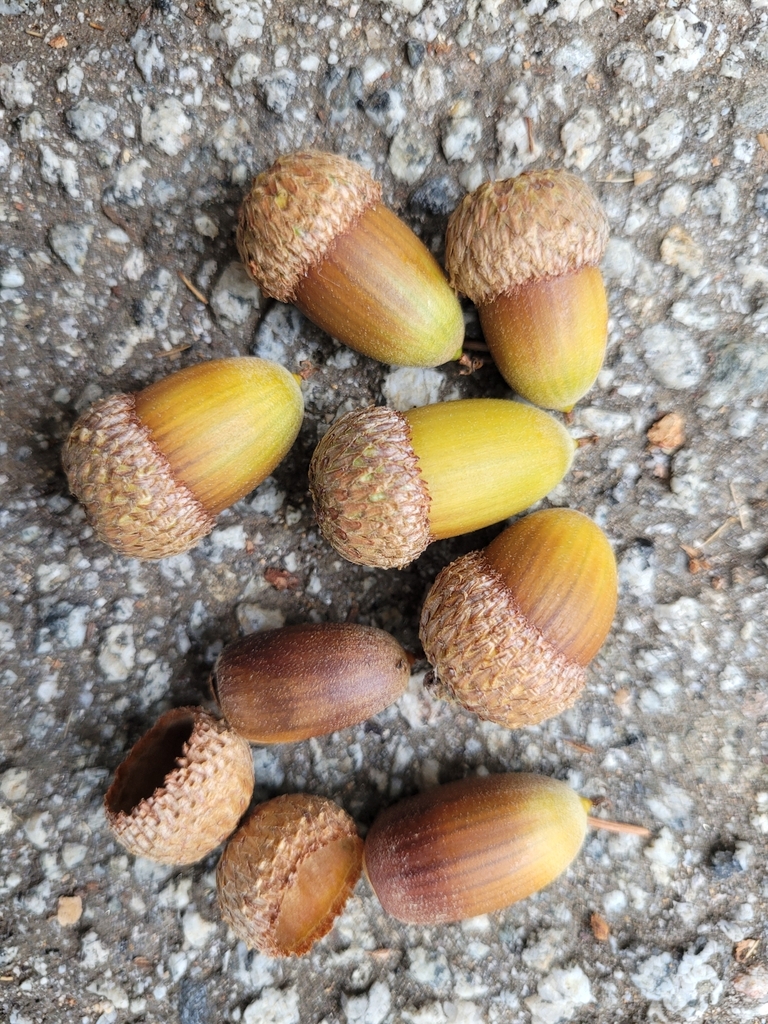 Quercus parvula (Coast oak), native California shrub / tree