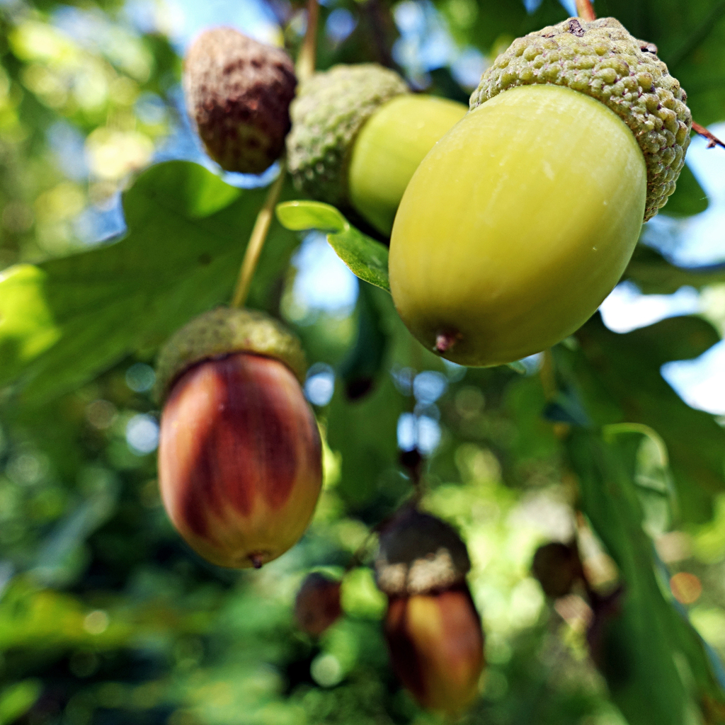 Quercus robur (English oak), non-native California tree
