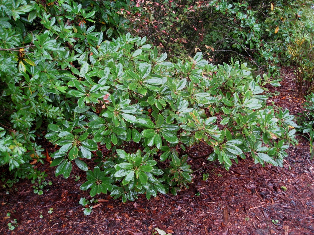 Quercus sadleriana (Deer oak), native California shrub