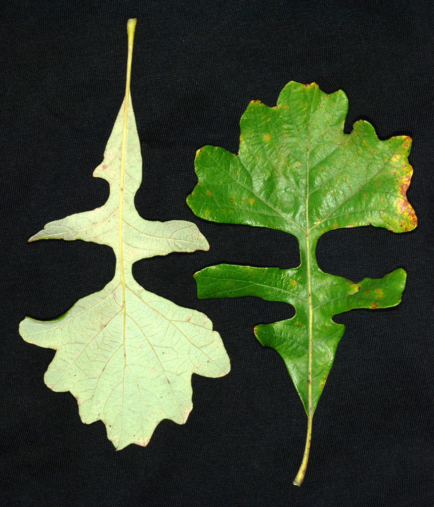 Quercus sp. (Oak), non-native California shrub