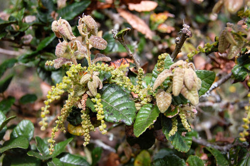 Quercus tomentella (Island oak), native California tree