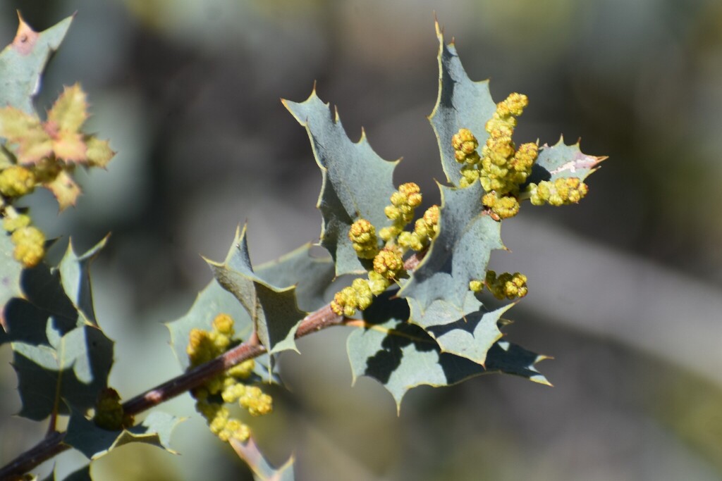 Quercus turbinella (Shrub live oak), native California shrub / tree
