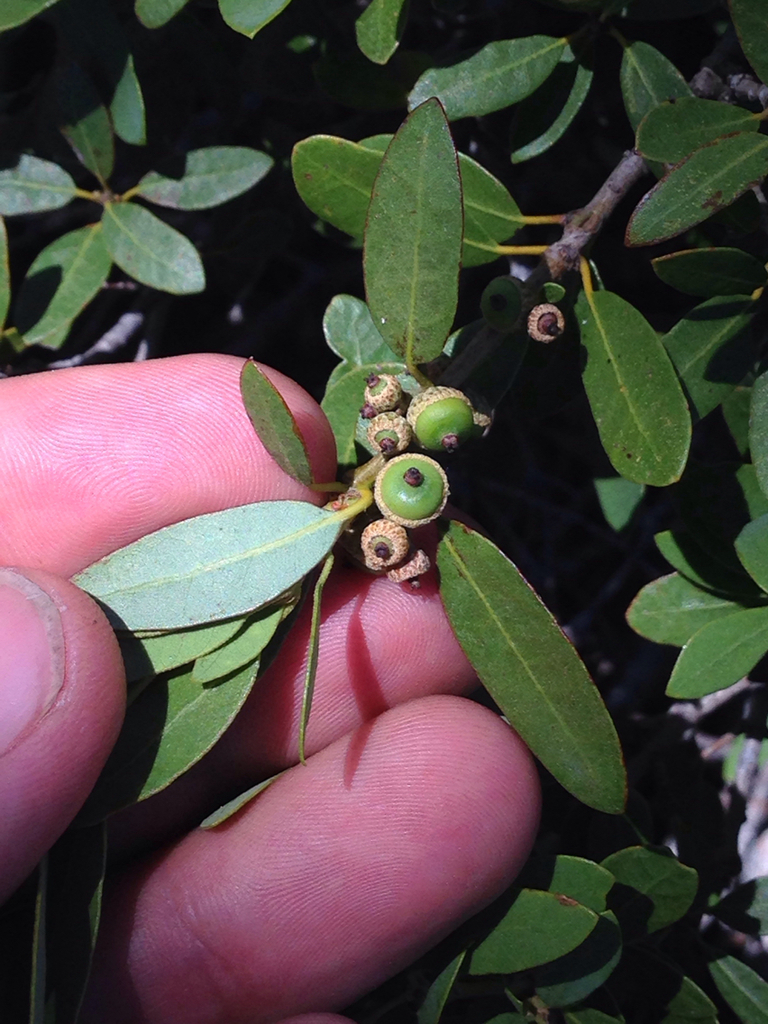 Quercus vacciniifolia (Huckleberry oak), native California shrub