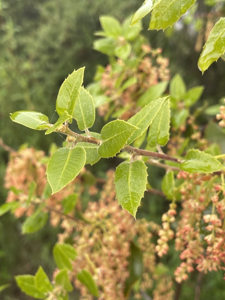 Quercus wislizeni var. frutescens (Bush interior live oak), native California shrub / tree