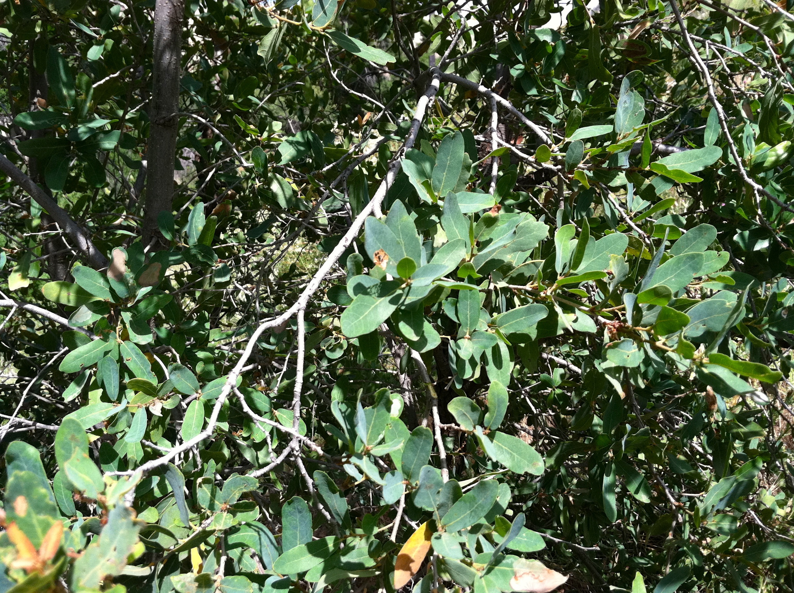 Quercus wislizeni (Interior live oak), native California shrub / tree