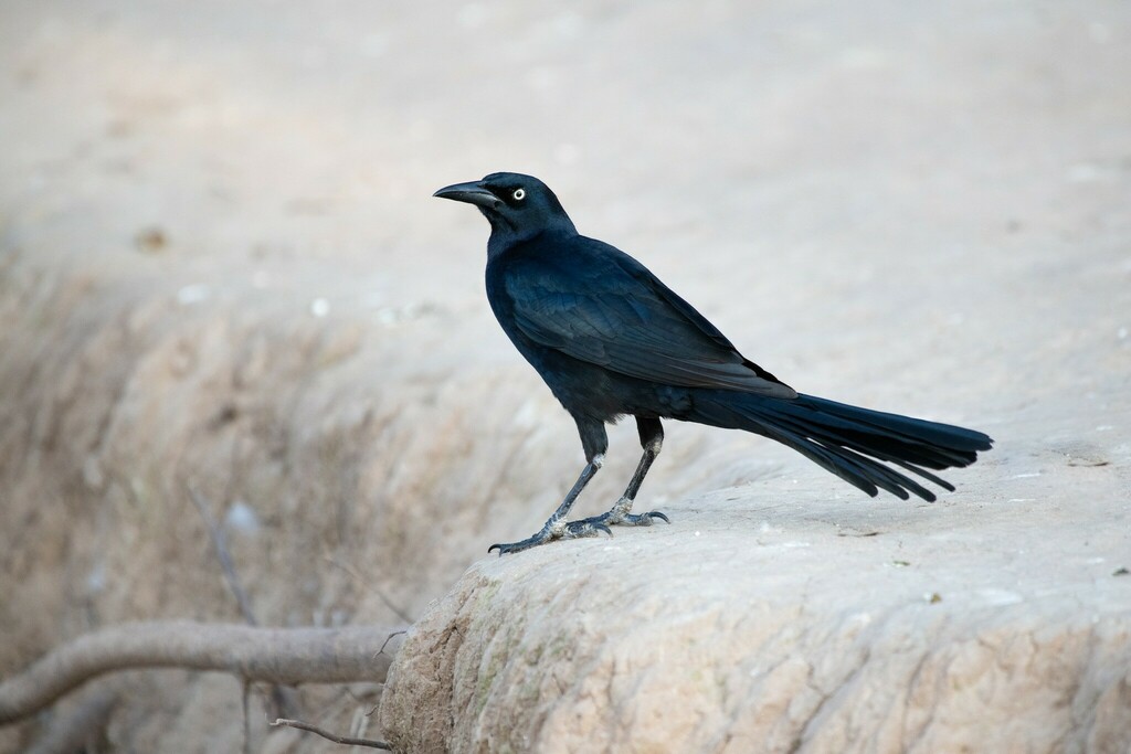 Quiscalus mexicanus (Great-tailed Grackle), California species