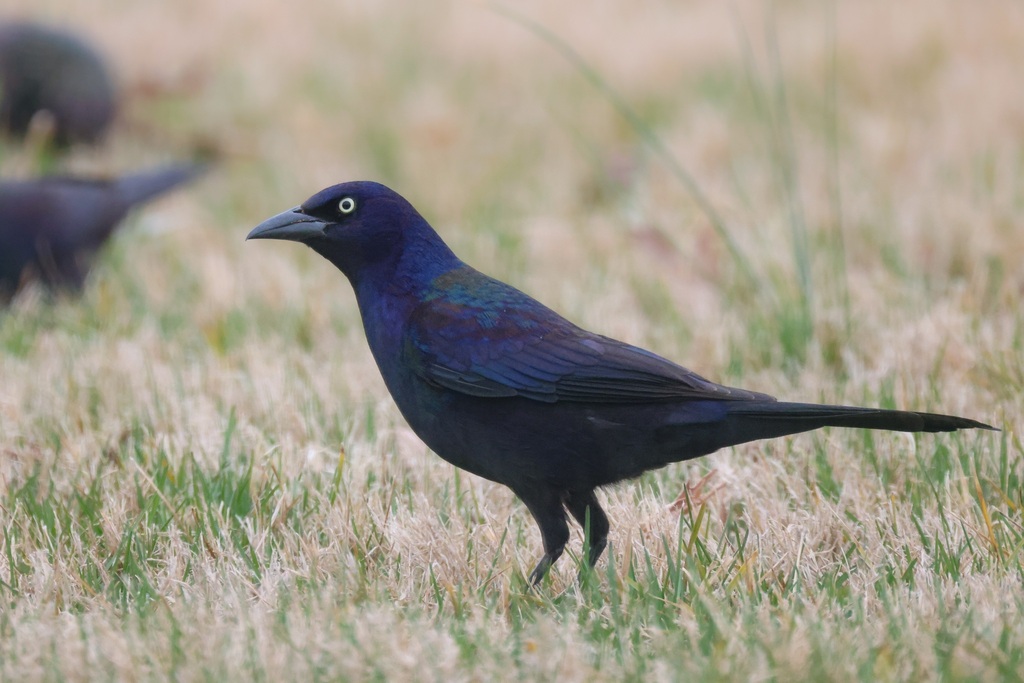 Quiscalus quiscula (Common Grackle), California species