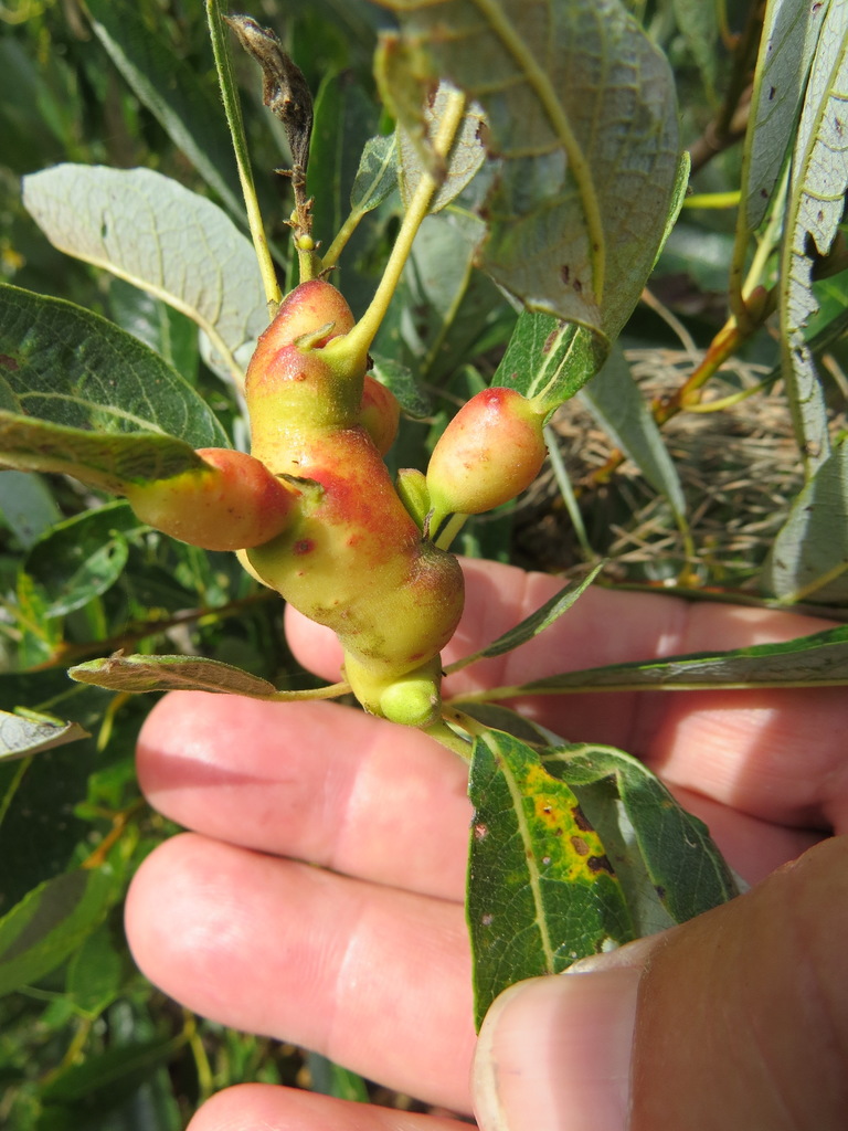 Rabdophaga salicisbatatus (Potato Gall Midge), California species