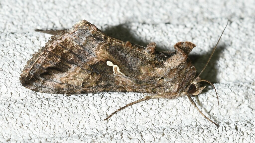 Rachiplusia ou (Gray Looper Moth), California species