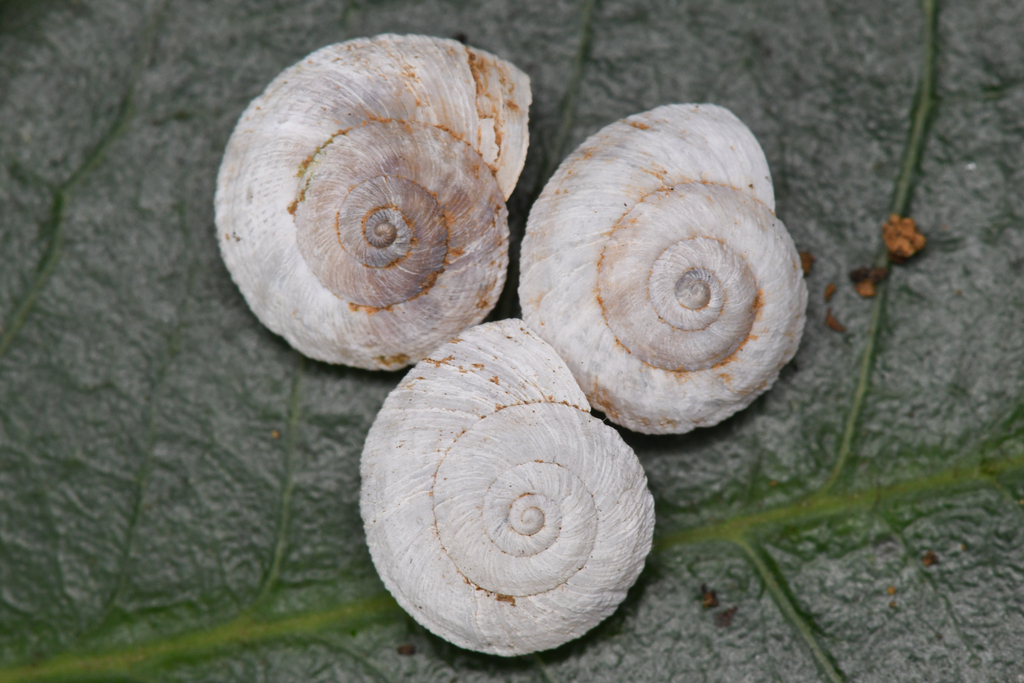 Radiocentrum avalonense (Catalina Mountainsnail), California species