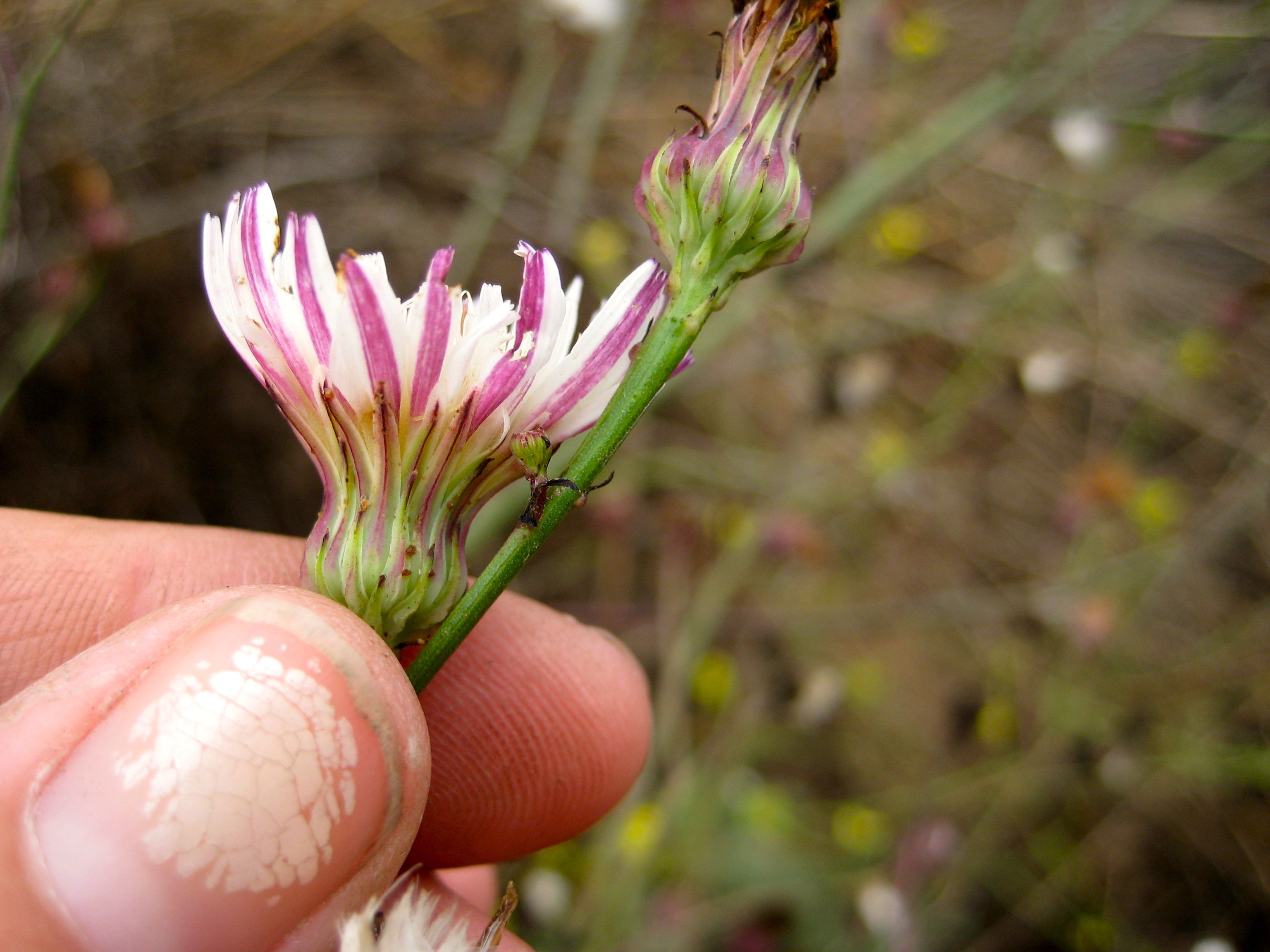 Rafinesquia californica (California chicory), native California herb