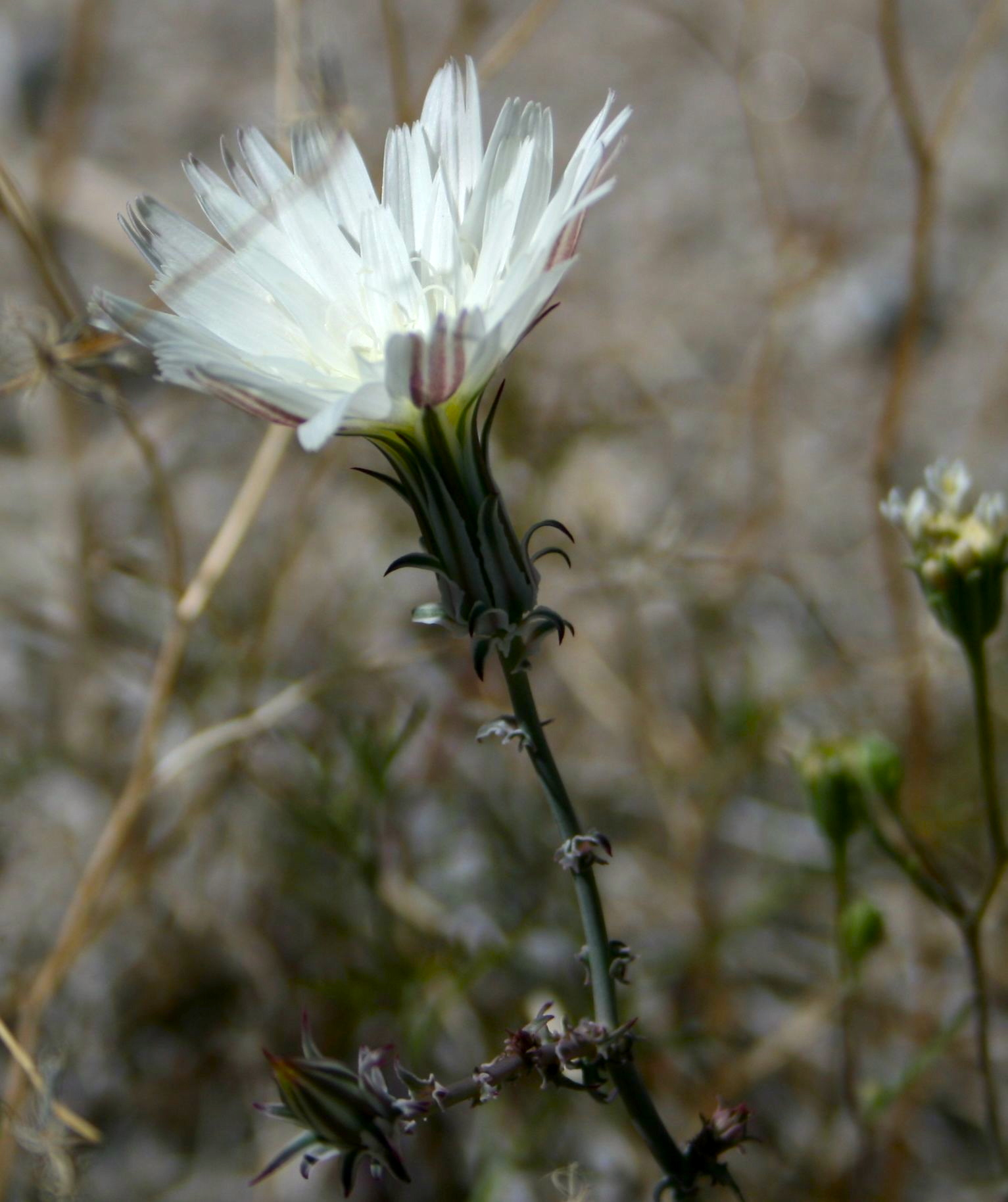 Rafinesquia neomexicana (Desert chicory), native California herb