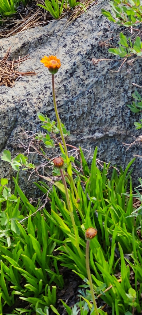 Raillardella pringlei (Showy raillardella), native California herb