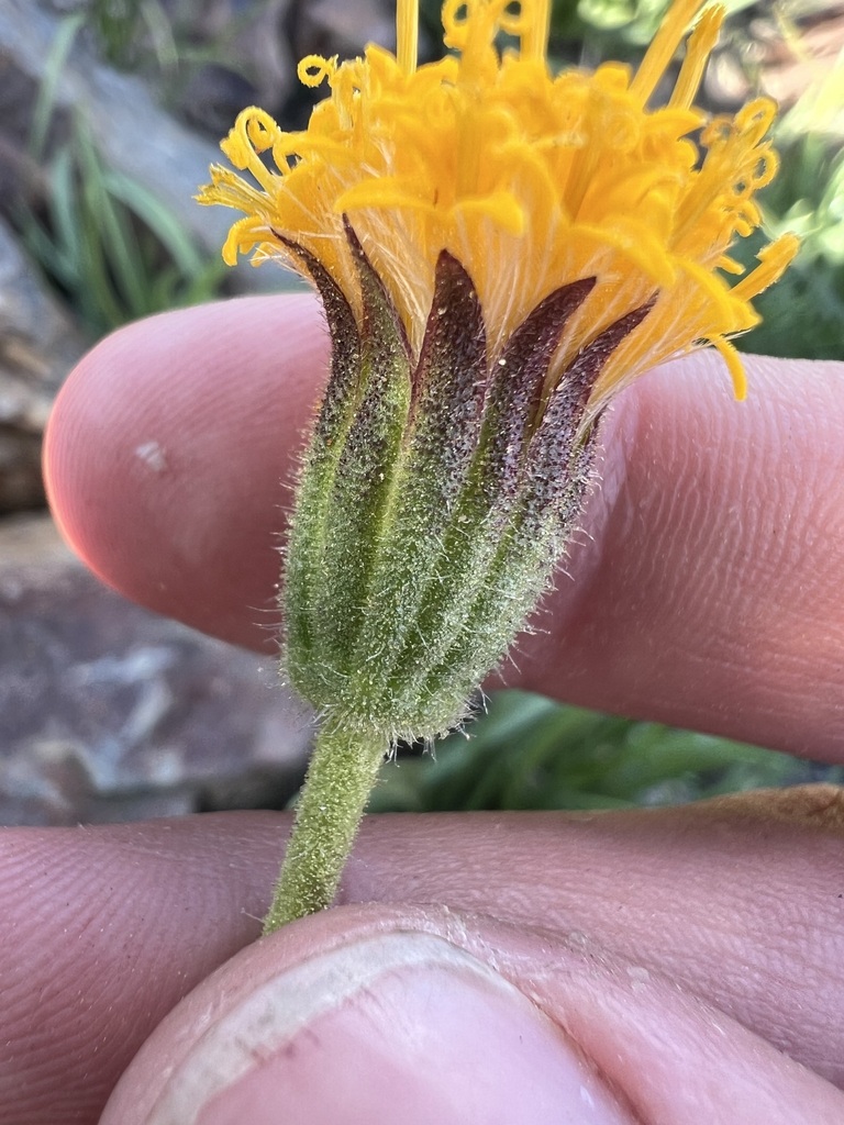 Raillardella scaposa (Green leaved raillardella), native California herb