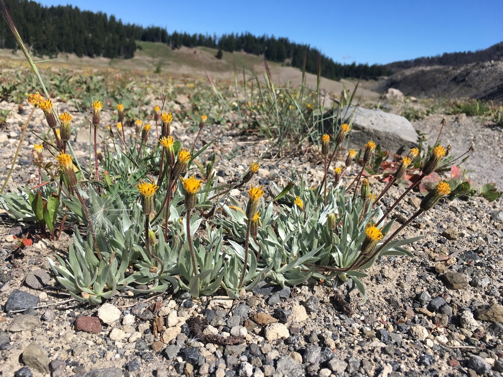 Raillardella sp., native California perennial