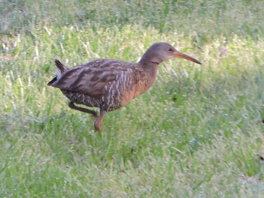 Rallus crepitans (Clapper Rail), California species