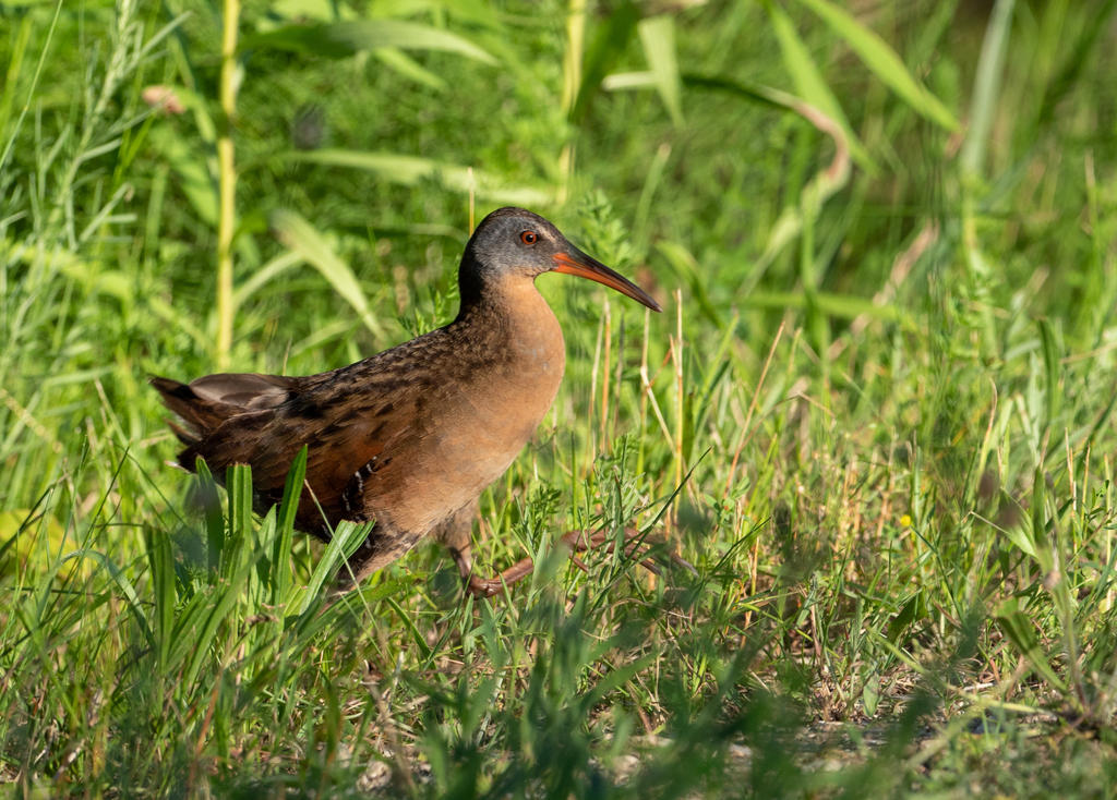 Rallus limicola (Virginia Rail), California species