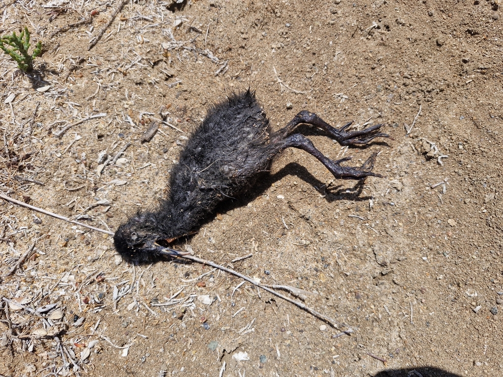Rallus obsoletus levipes (Light-footed Ridgway's rail), California species