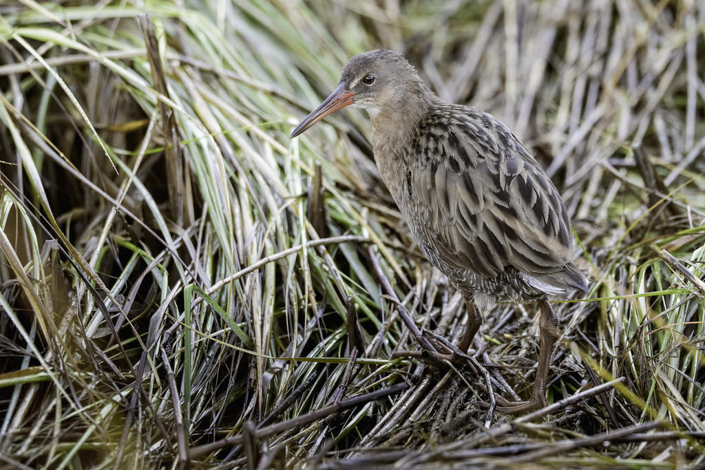 Rallus obsoletus obsoletus (California Ridgway's rail), California species