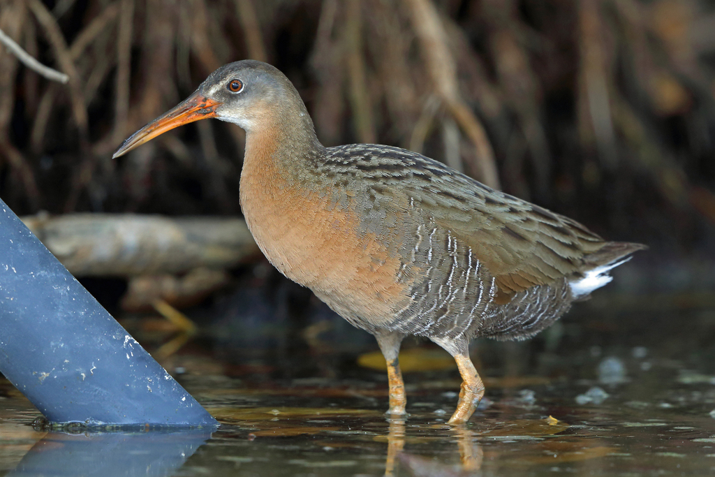 Rallus obsoletus yumanensis (Yuma Ridgway's rail), California species