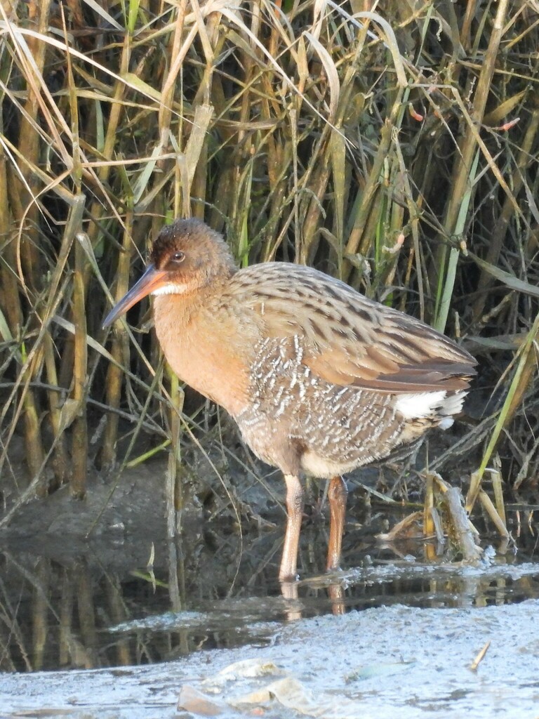 Rallus obsoletus (Ridgway's Rail), California species