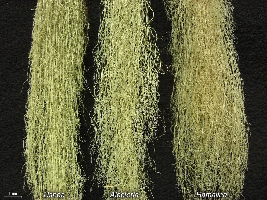 Ramalina thrausta (angel's hair lichen), California species